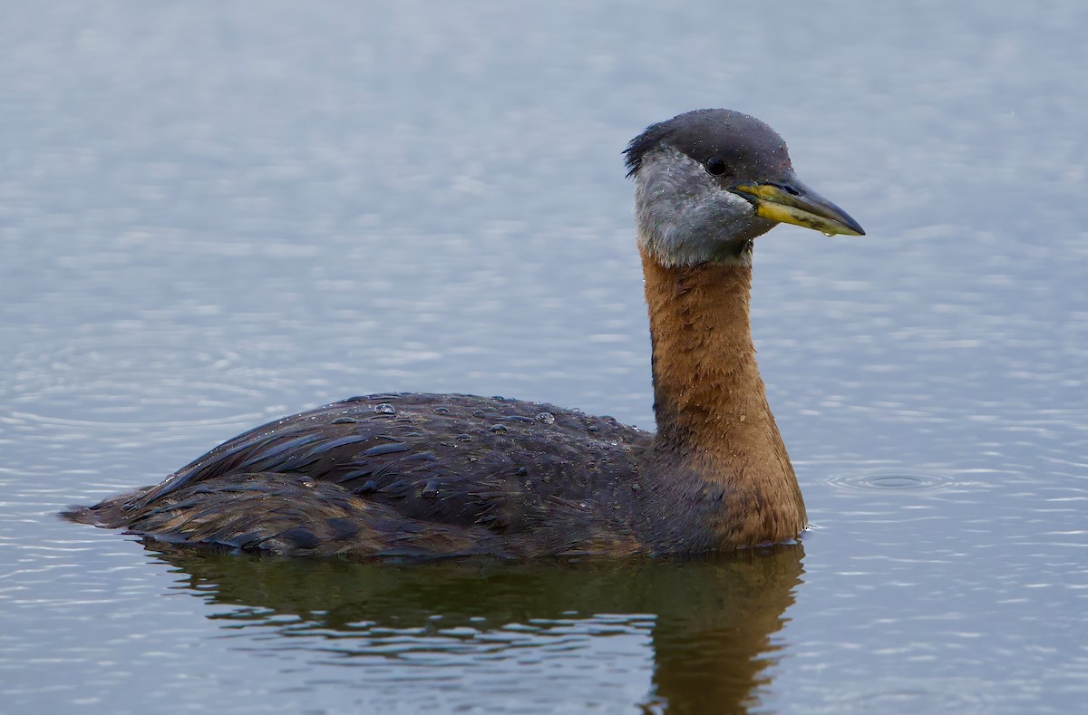Red-necked Grebe - ML620756036