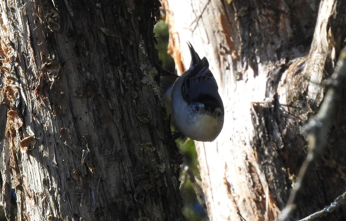 White-breasted Nuthatch - ML620756063