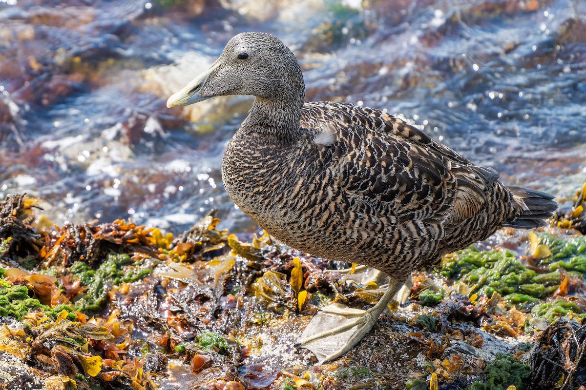 Common Eider - ML620756098