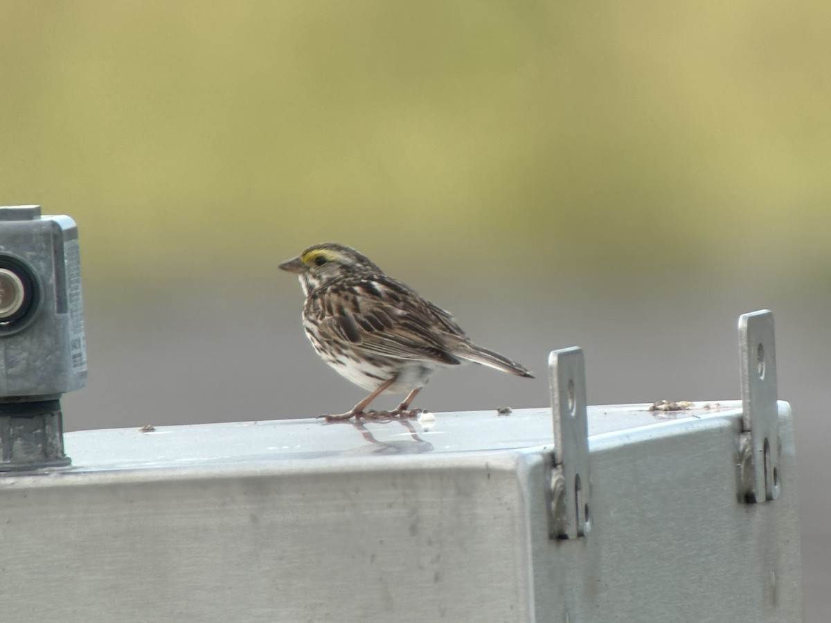 Savannah Sparrow - ML620756103