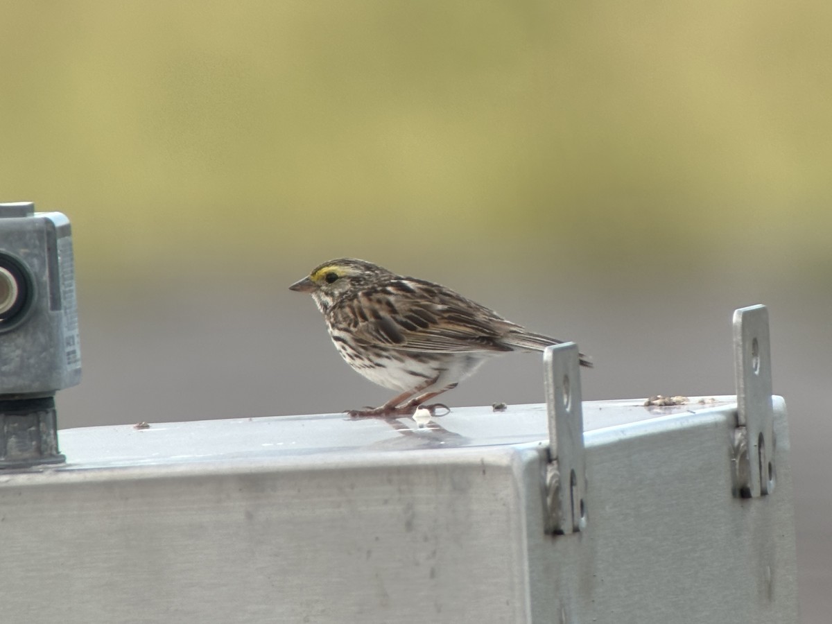 Savannah Sparrow - ML620756104