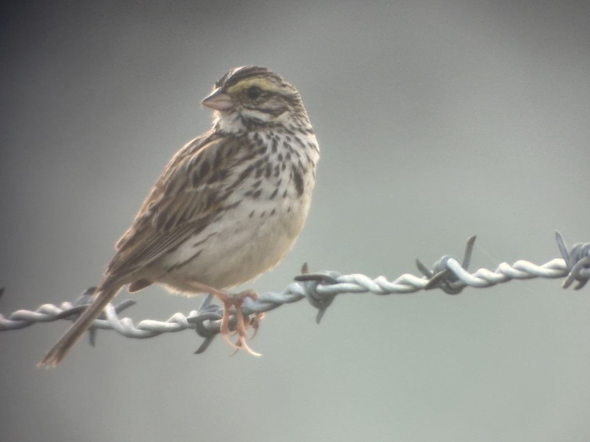 Savannah Sparrow - ML620756105