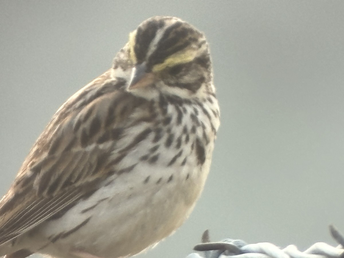 Savannah Sparrow - ML620756106