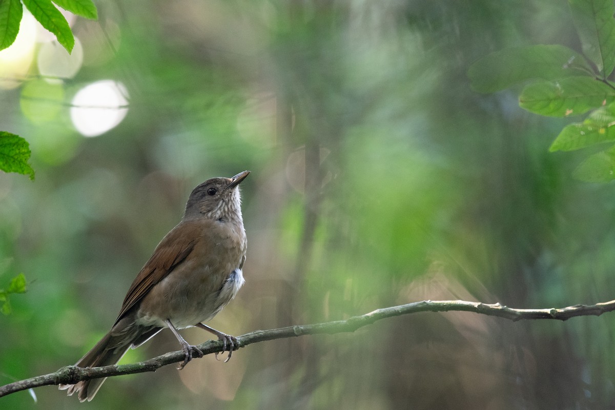 Pale-breasted Thrush - ML620756108