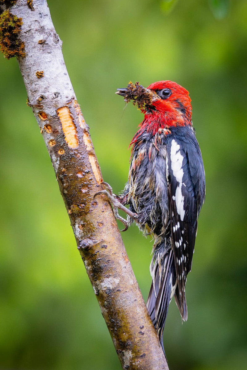 Red-breasted Sapsucker - ML620756110
