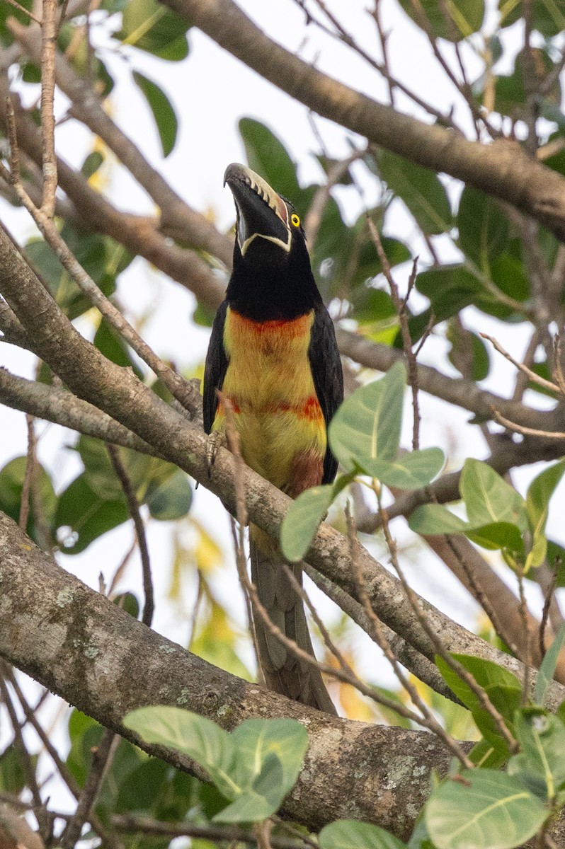 Collared Aracari - ML620756114