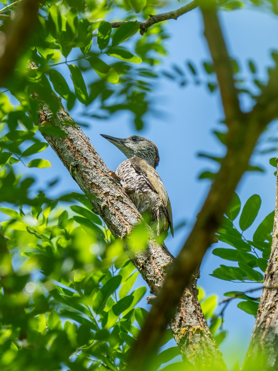 Eurasian Green Woodpecker - ML620756115