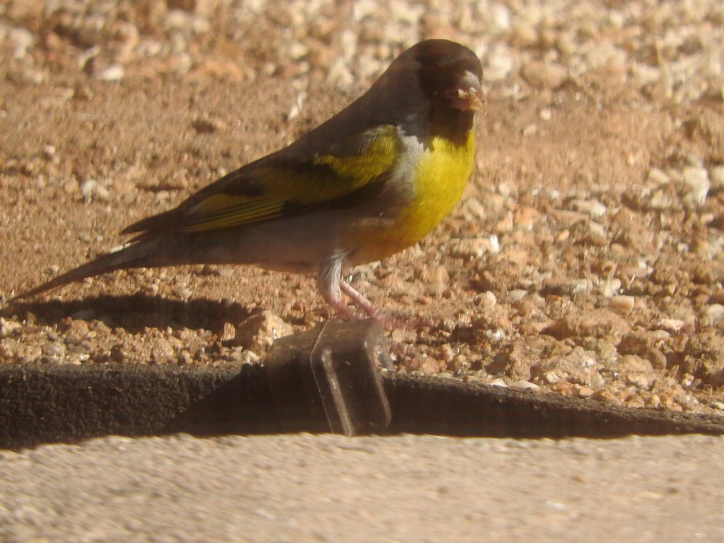 Lawrence's Goldfinch - ML620756116