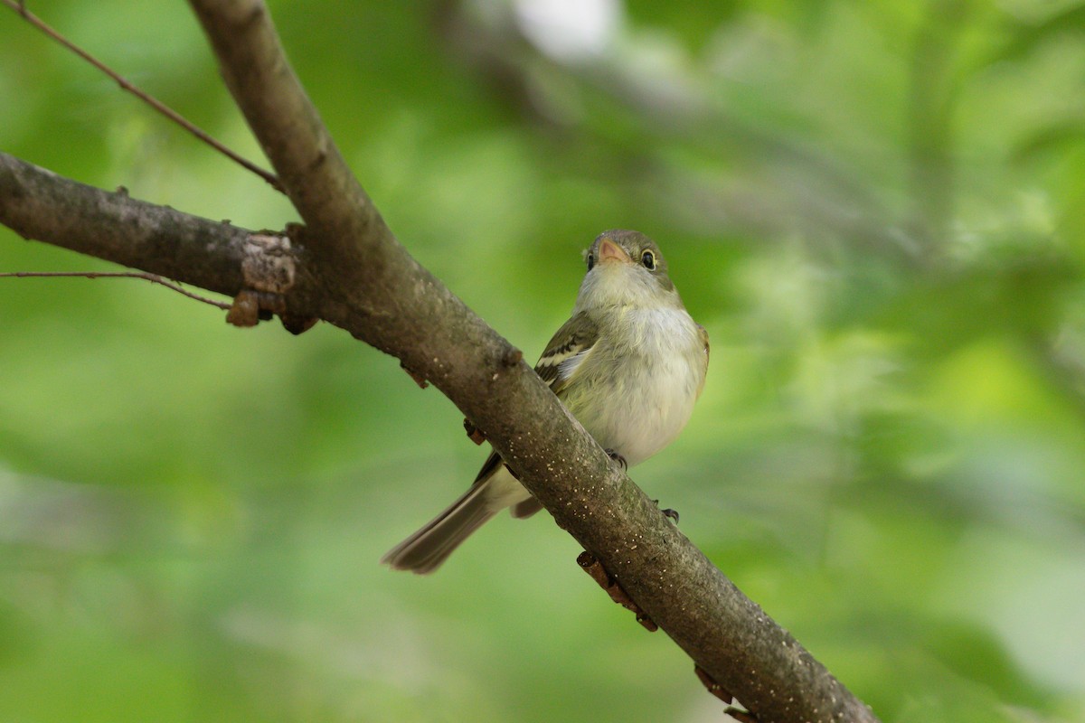 Acadian Flycatcher - ML620756132