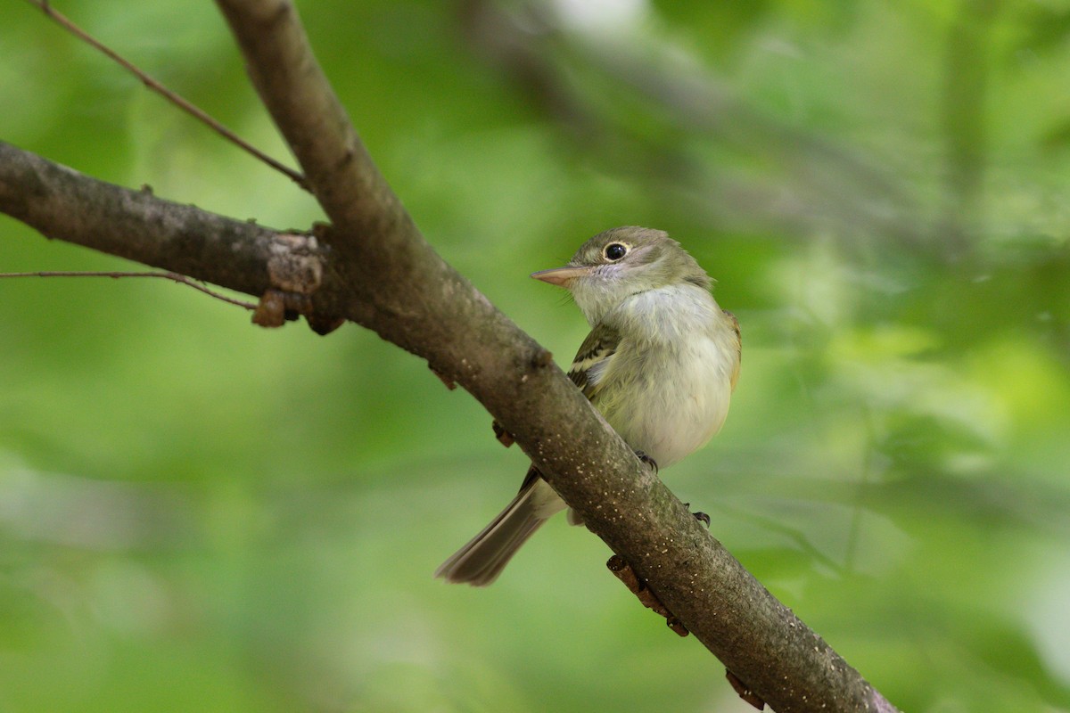 Acadian Flycatcher - ML620756133