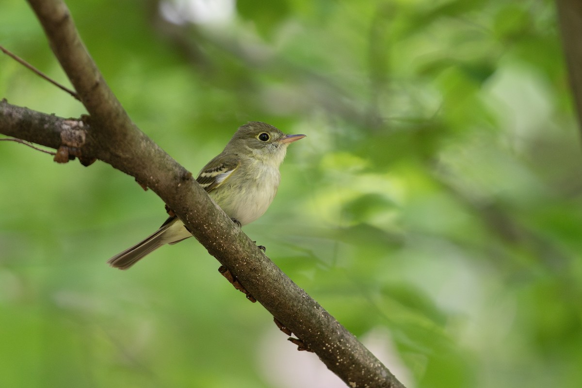 Acadian Flycatcher - ML620756134