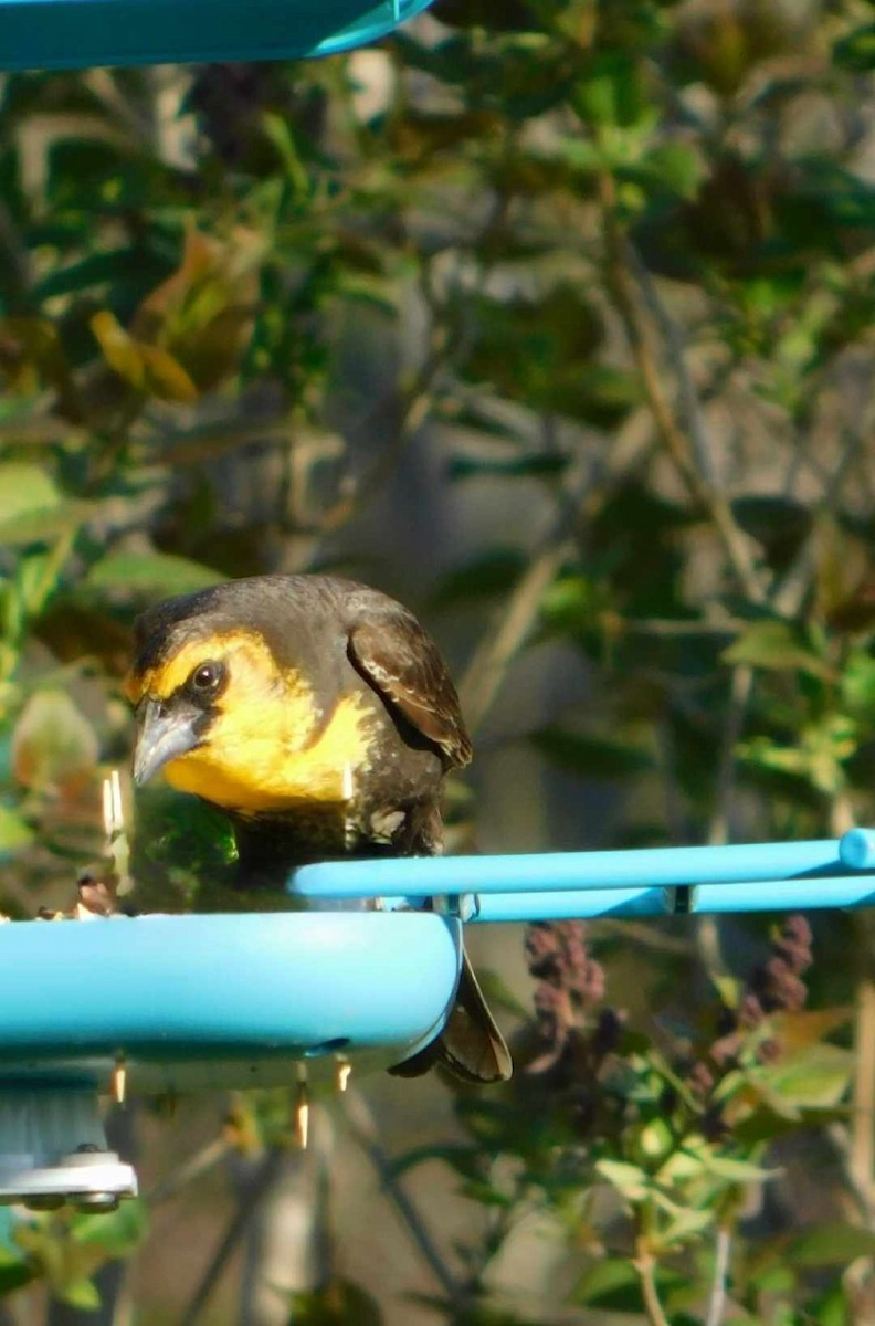 Yellow-headed Blackbird - ML620756140