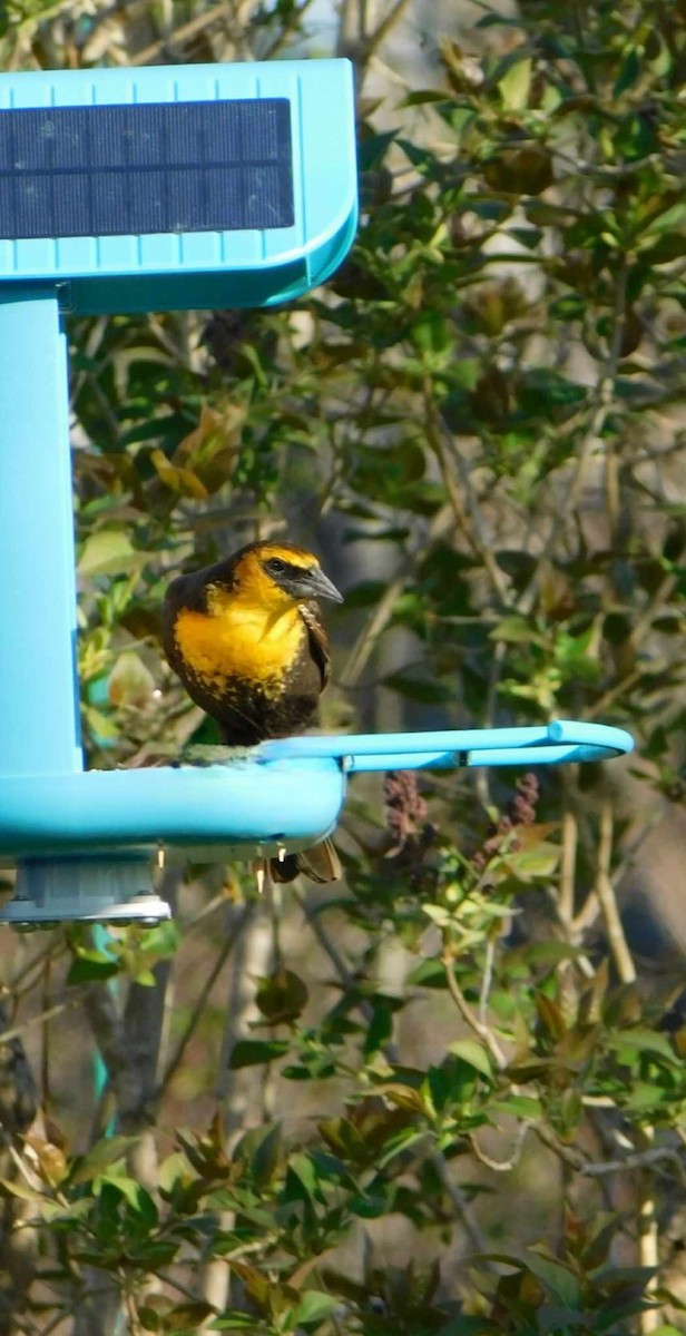 Yellow-headed Blackbird - ML620756141