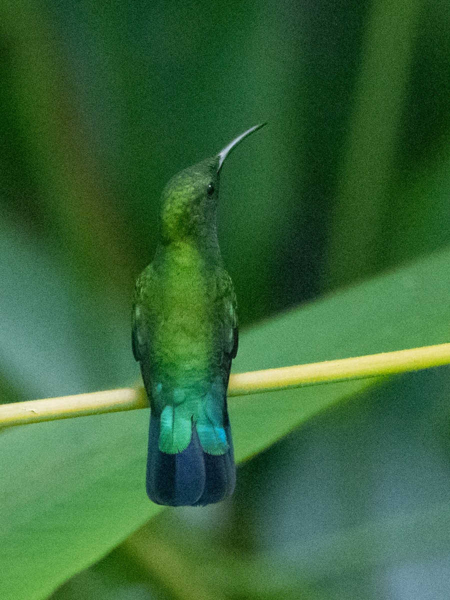 Green-throated Carib - ML620756142