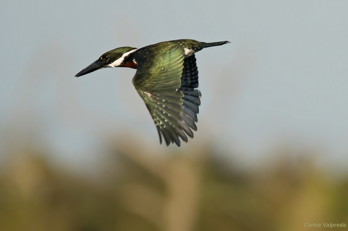 Martin-pêcheur d'Amazonie - ML620756143