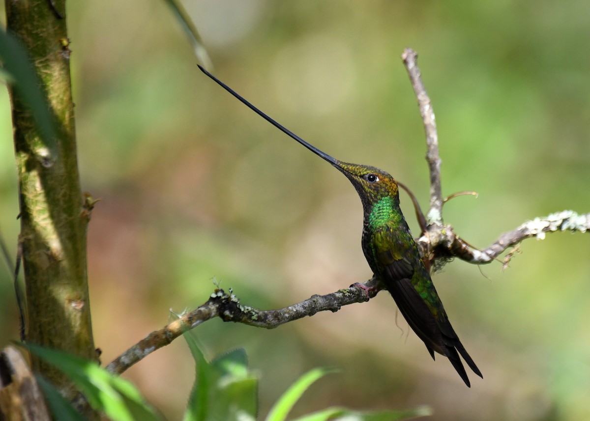 Colibrí Picoespada - ML620756145