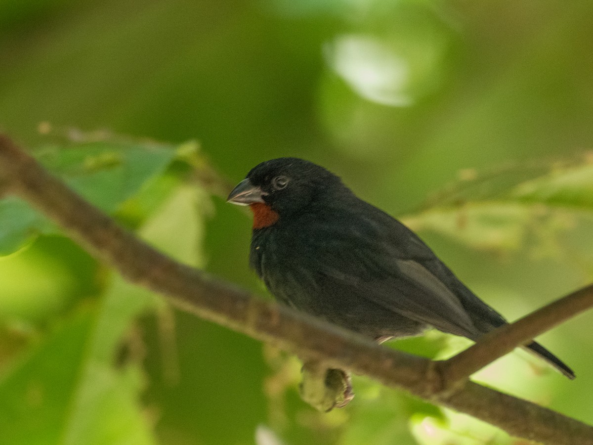 Lesser Antillean Bullfinch - ML620756148