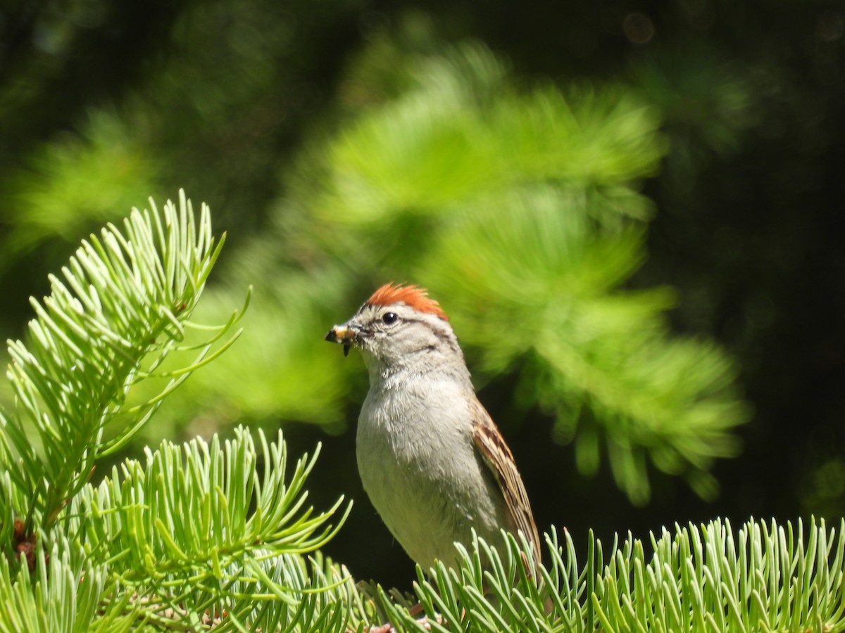 Chipping Sparrow - ML620756162