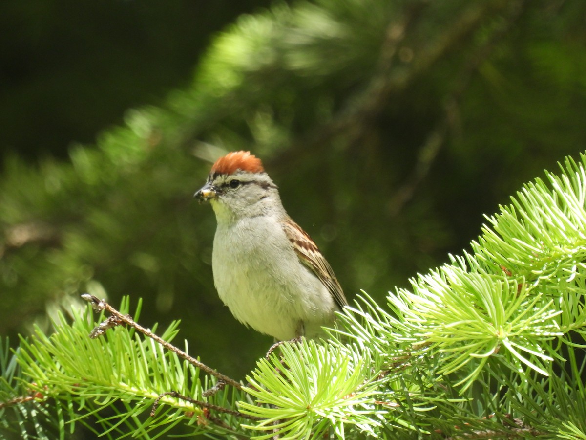 Chipping Sparrow - ML620756164