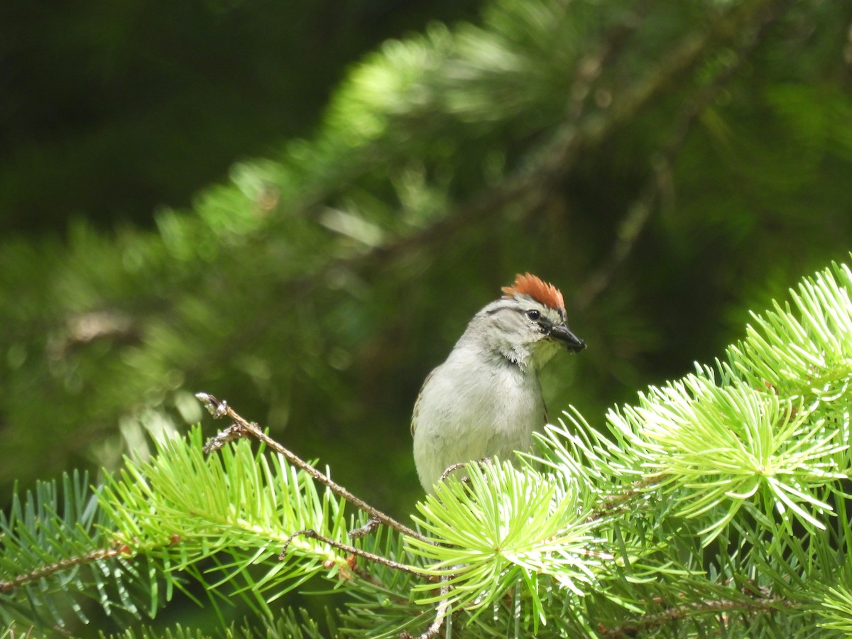 Chipping Sparrow - ML620756165