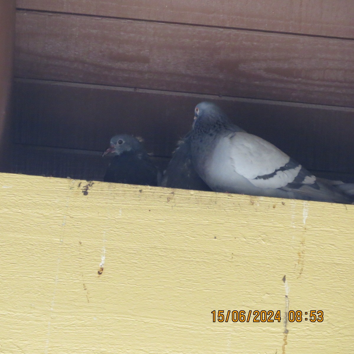 Rock Pigeon (Feral Pigeon) - ML620756166