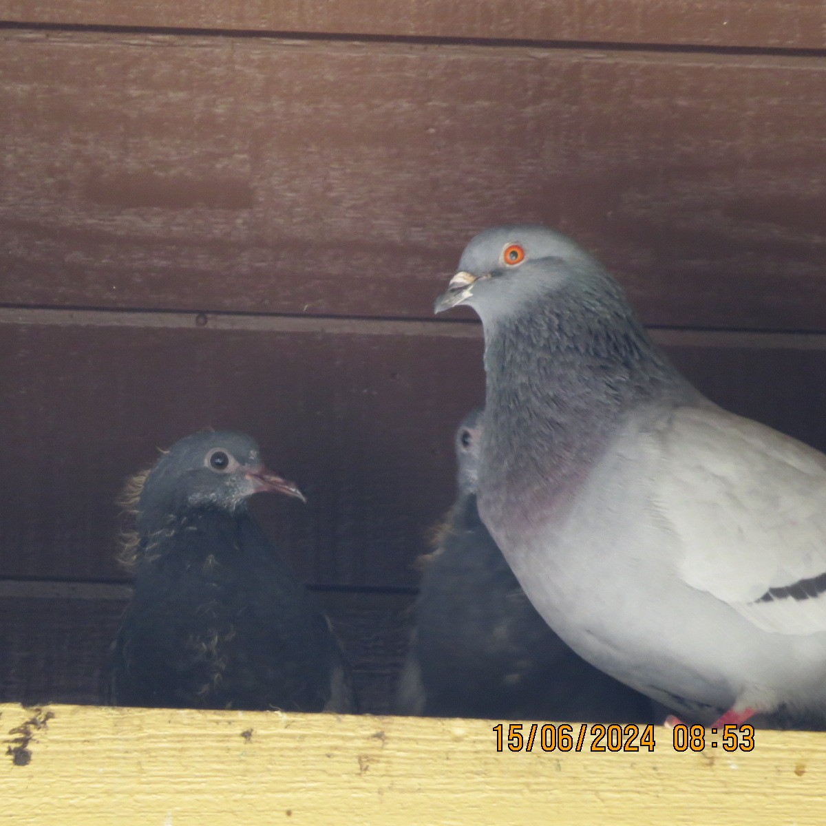 Rock Pigeon (Feral Pigeon) - ML620756167