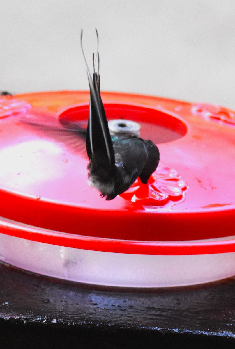 kolibřík trnoocasý - ML620756173