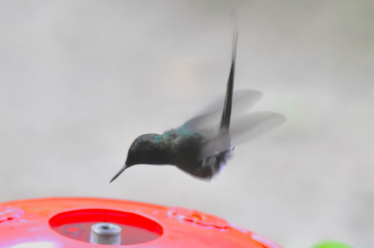 kolibřík trnoocasý - ML620756174