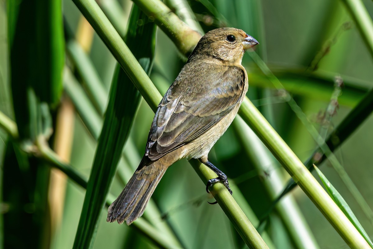 Double-collared Seedeater - ML620756197