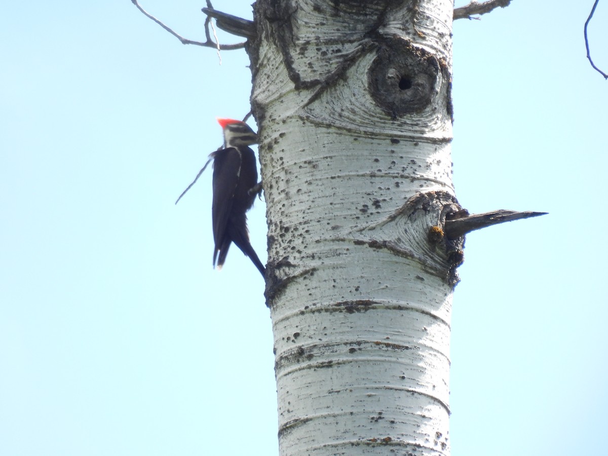 Pileated Woodpecker - ML620756199