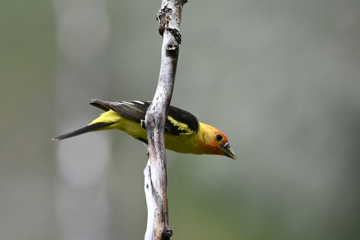 Western Tanager - ML620756200
