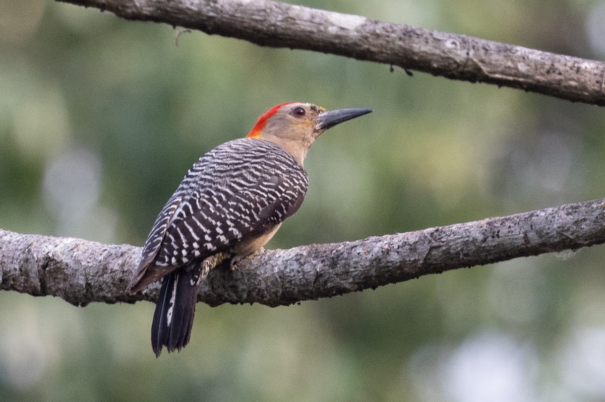 Golden-fronted Woodpecker - Lutz Duerselen