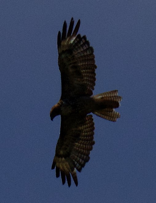 Red-tailed Hawk - ML620756220