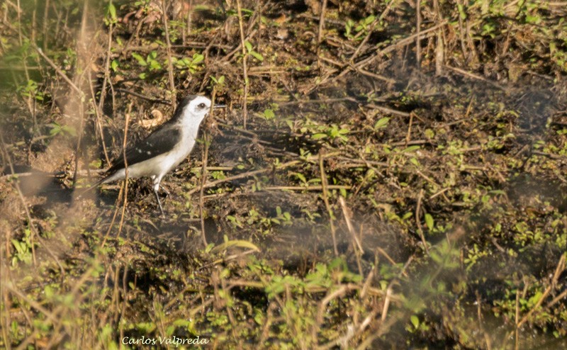 Black-backed Water-Tyrant - ML620756225