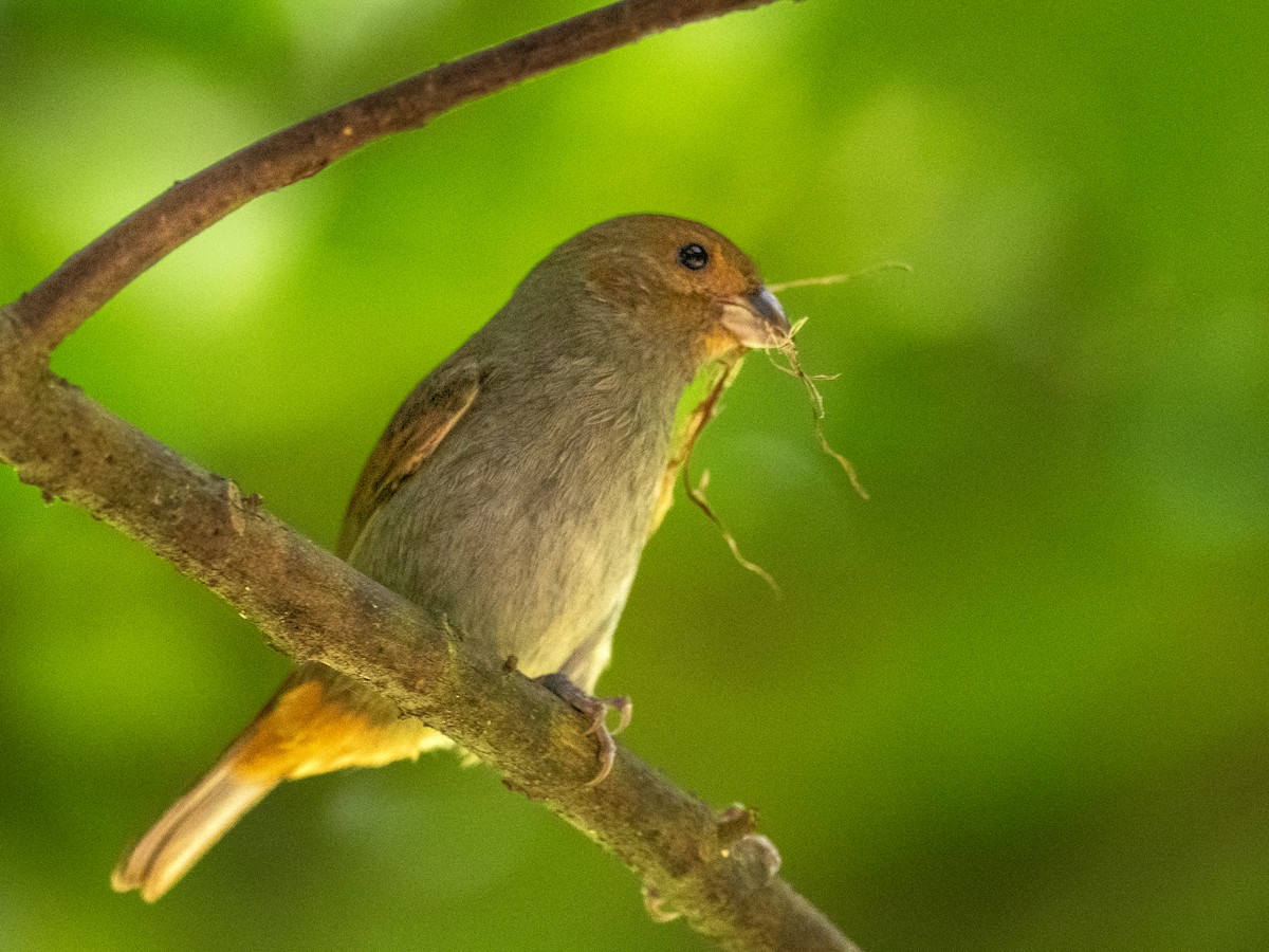 Lesser Antillean Bullfinch - ML620756226