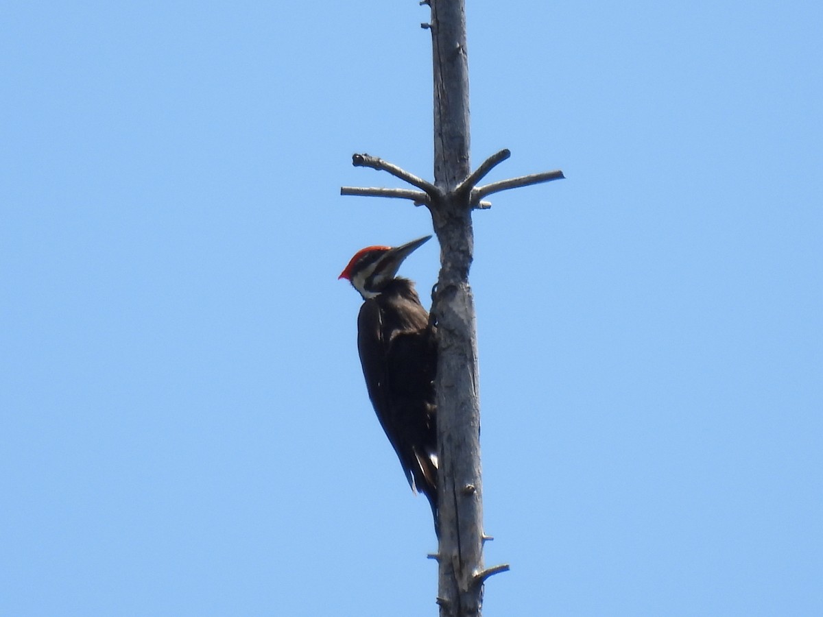 Pileated Woodpecker - ML620756230