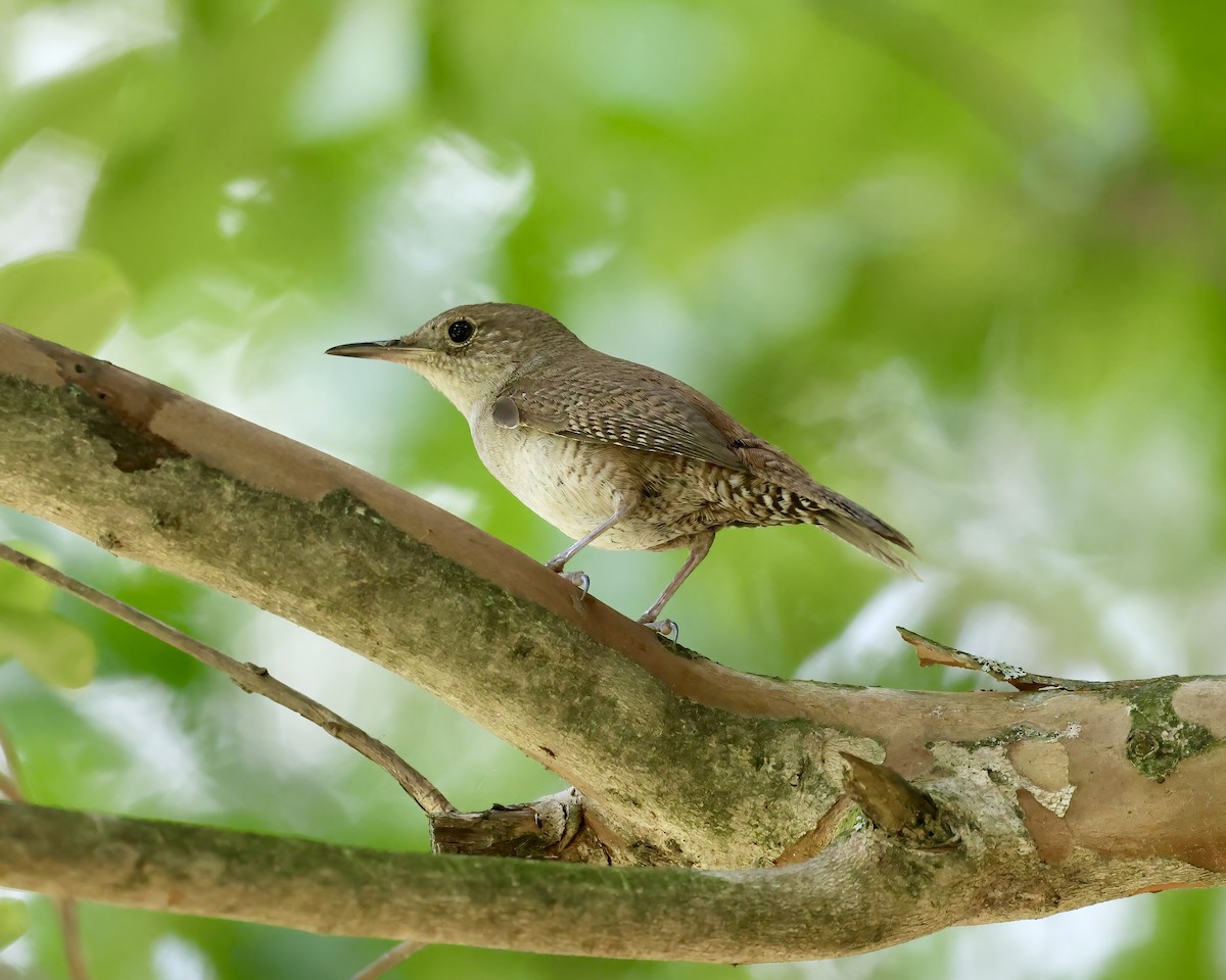 House Wren - ML620756232