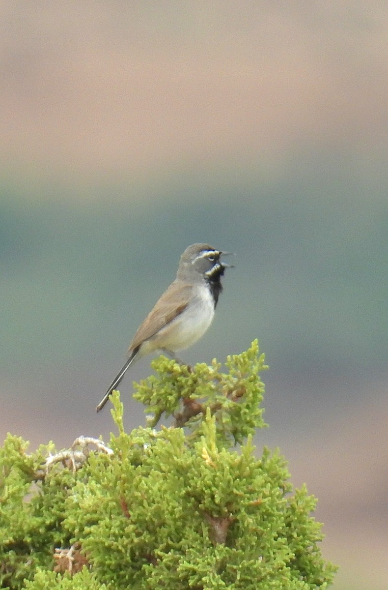 Black-throated Sparrow - ML620756238