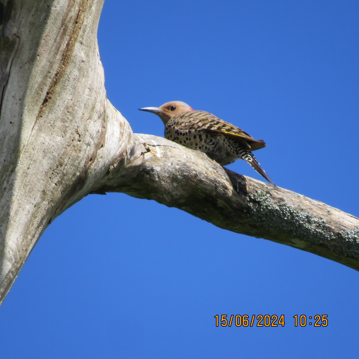 Northern Flicker (Yellow-shafted) - ML620756260