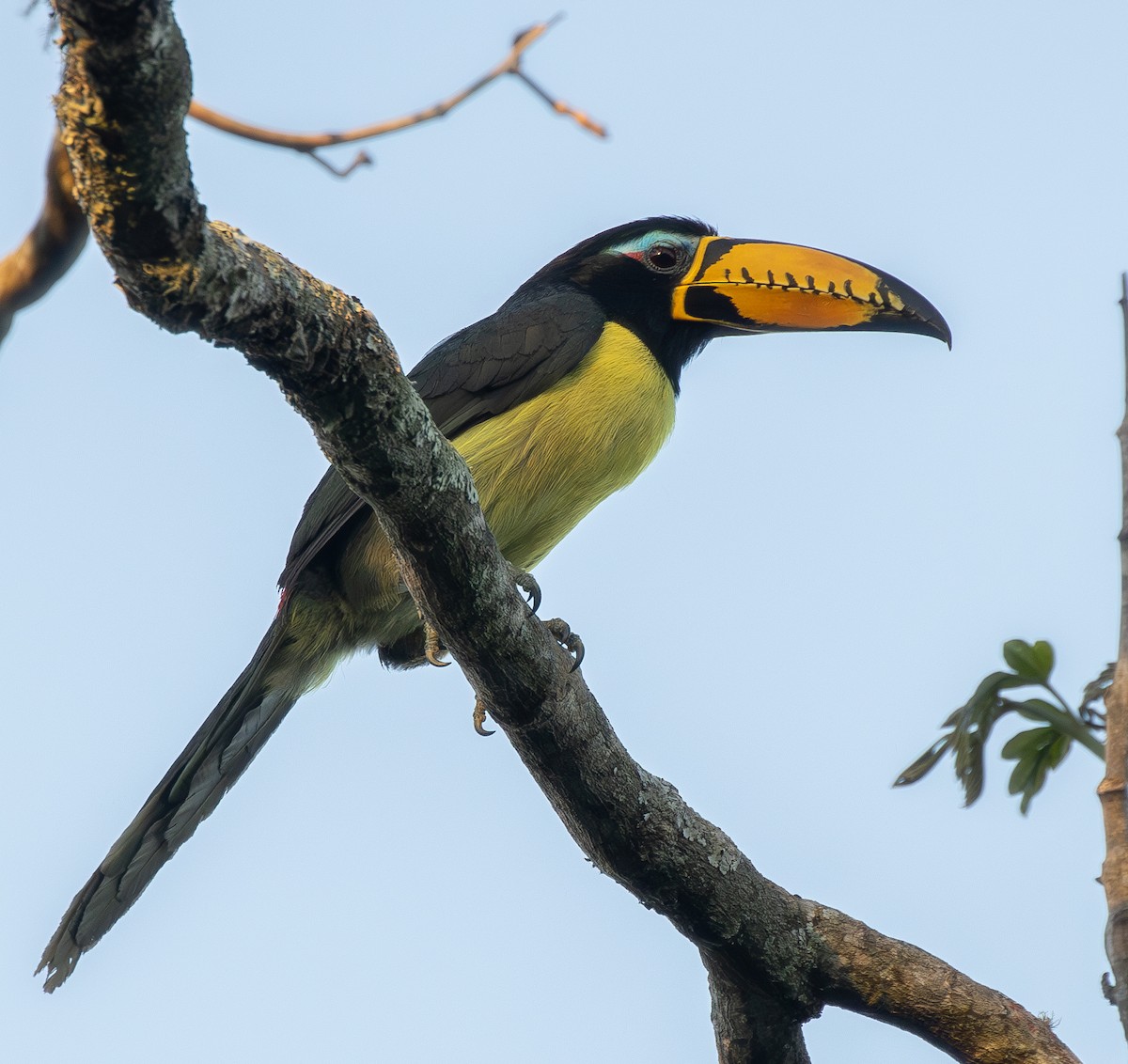 Lettered Aracari - ML620756281