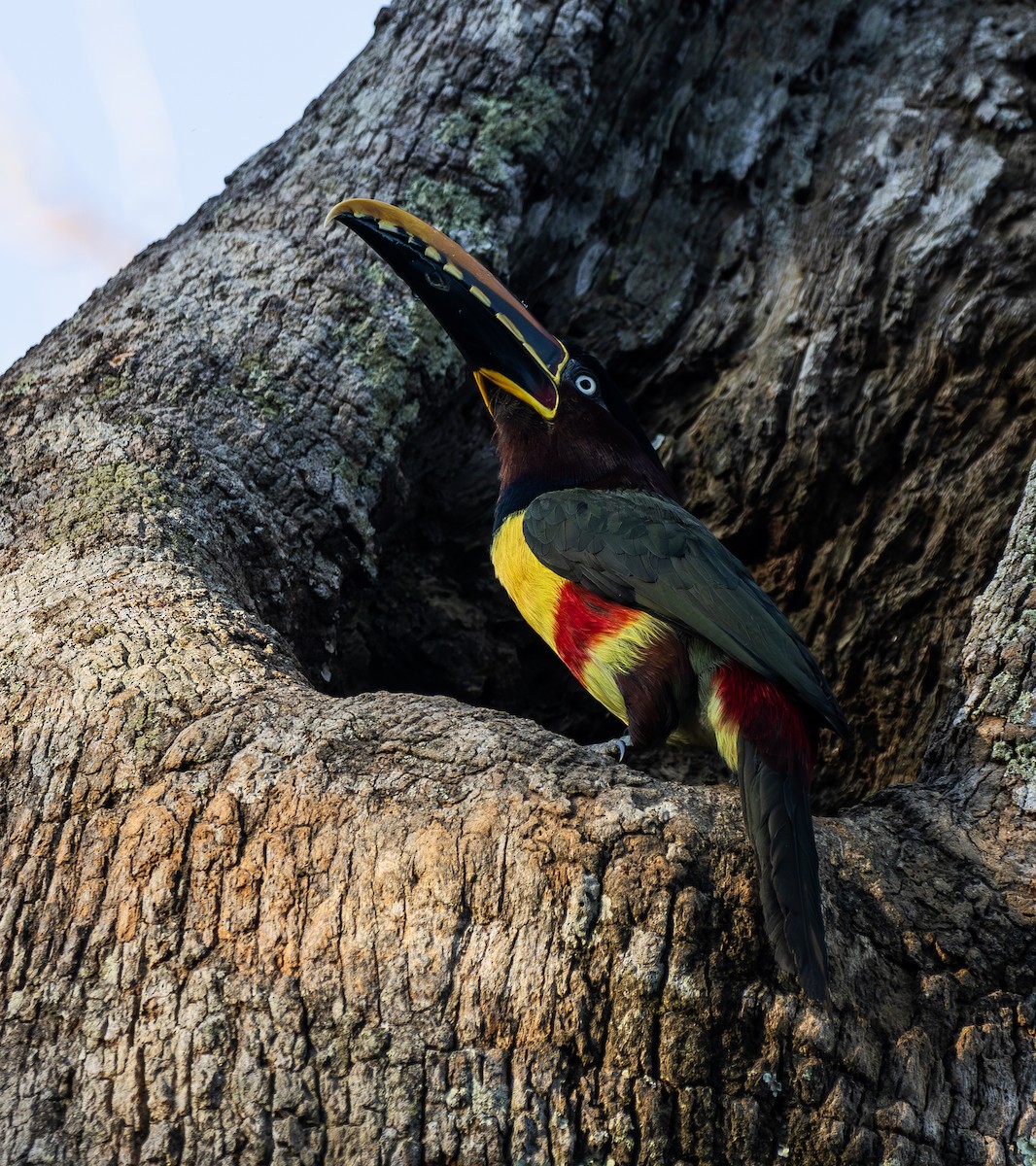 Lettered Aracari - ML620756283