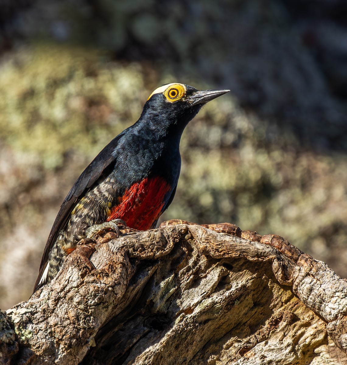 Yellow-tufted Woodpecker - ML620756287