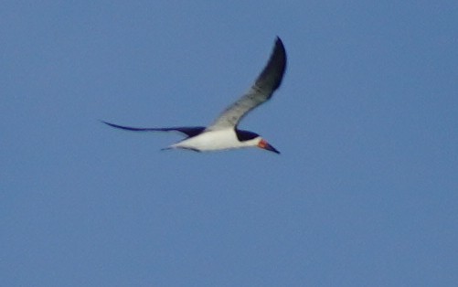 Black Skimmer - ML620756289