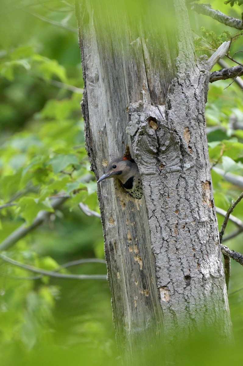 gullspett (auratus/luteus) - ML620756292