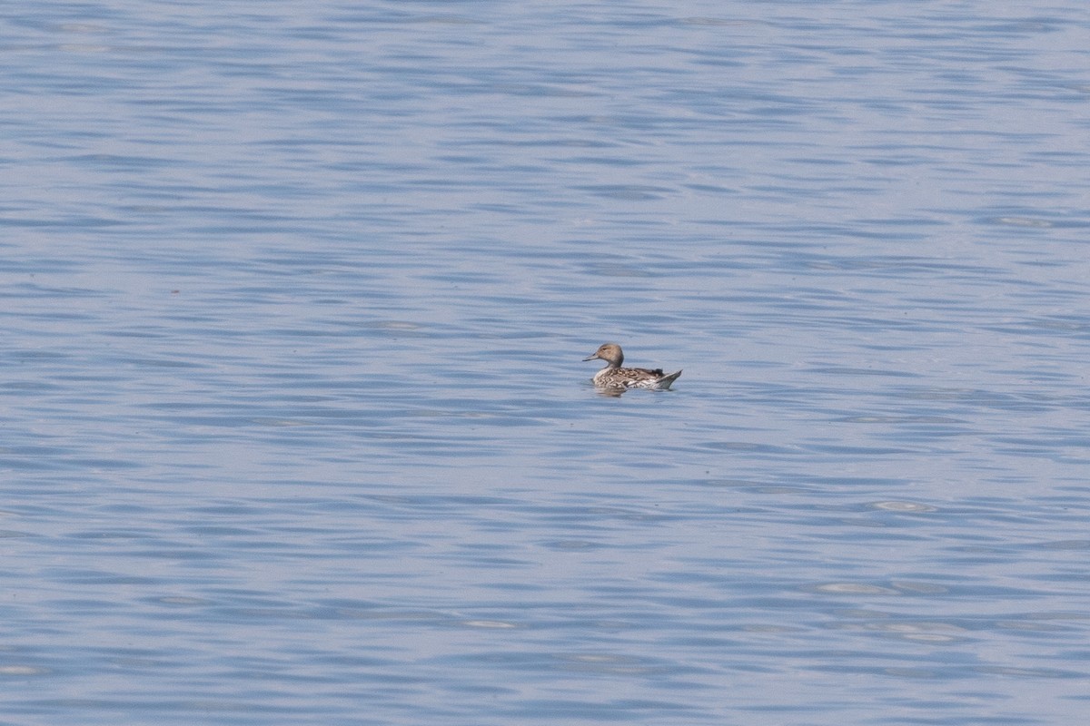 Northern Pintail - ML620756295