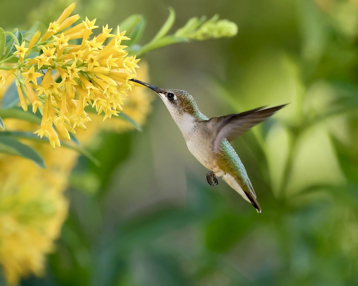 Ruby-throated Hummingbird - ML620756297