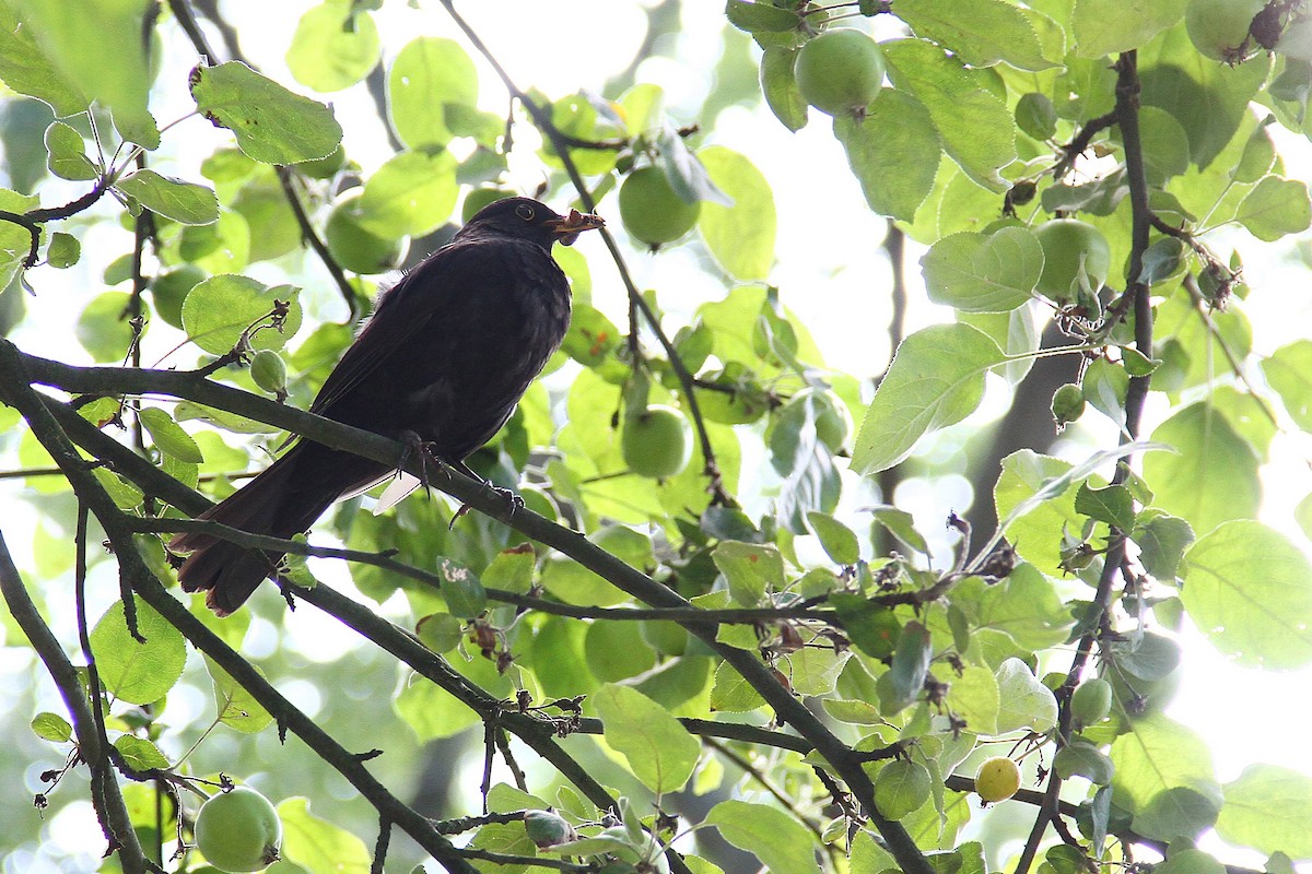 Eurasian Blackbird - ML620756304