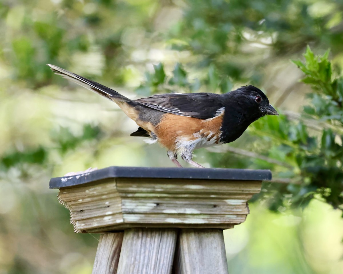 Eastern Towhee - ML620756318