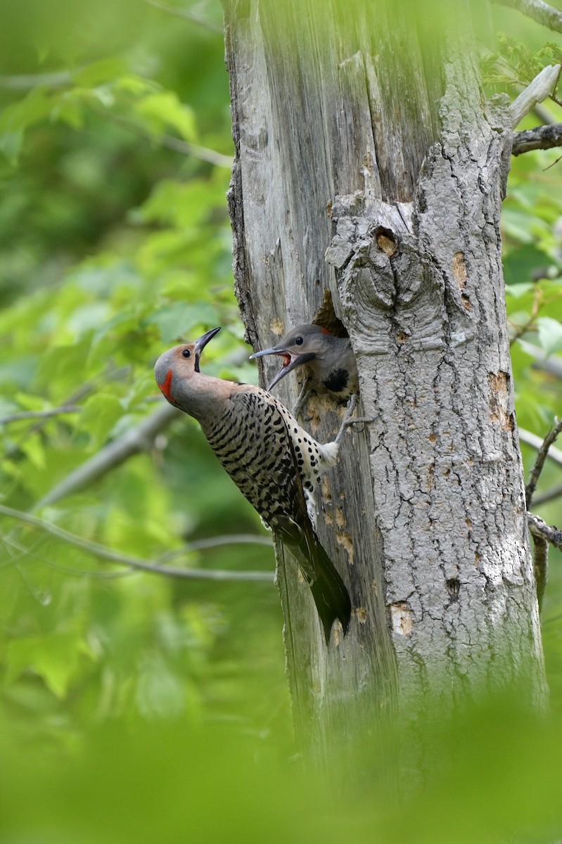 Northern Flicker (Yellow-shafted) - ML620756319