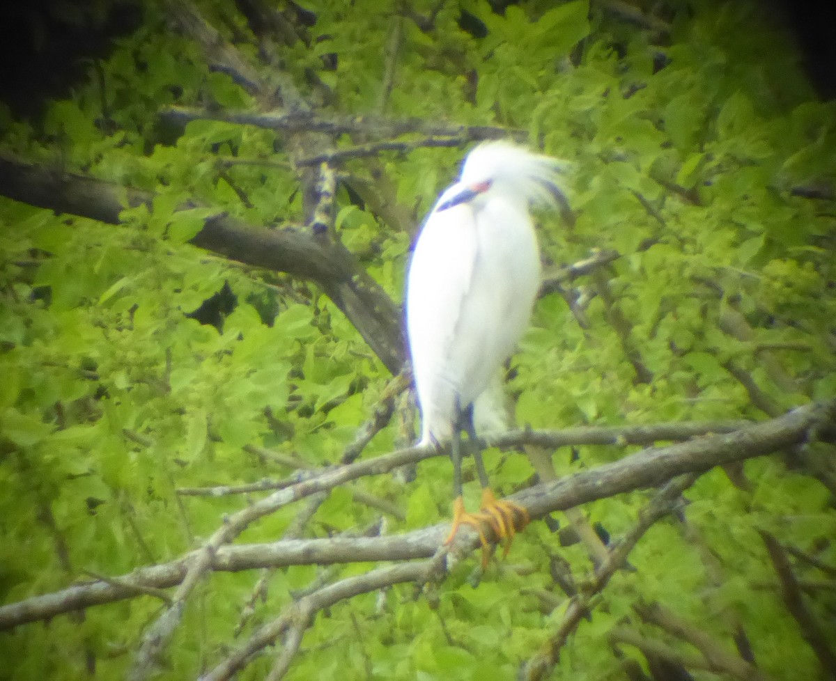 Snowy Egret - ML620756328